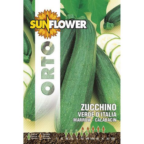 Semillas de calabacín verde de Italia girasol