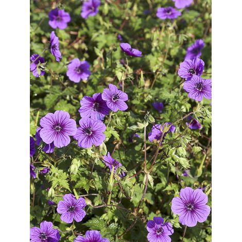 Géranium vivace 'Censation Daily Purple' Godet de 8/9 cm (1/2)