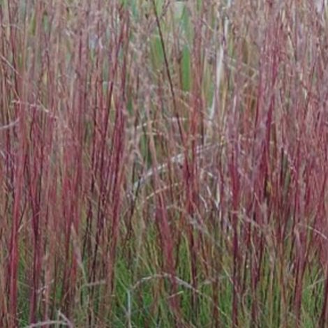 4 x Fétuque améthyste - Festuca amethystina  - godet 9x9 cm