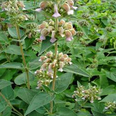 4 x Sauge de Jérusalem samia - Phlomis samia  - godet 9x9 cm
