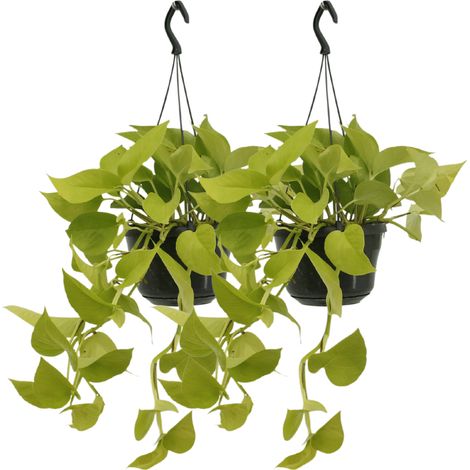 Epipremnum Golden Pothos Plantes d’Intérieur Retombantes Feuillage Vert et Jaune Lot de 2 Ø 15 cm H 25 cm - PANGIVO (1/5)