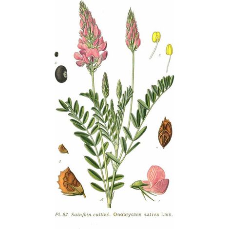 Sainfoin cultivé (Onobrychis viciifolia) 25 kg plante fourragère, conditionneur de sol