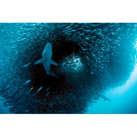 Papier peint panoramique océan 3D bleu | Tapisserie panoramique animaux poisson | Papier peint panoramique trompe l'oeil original - 267 x 400 cm (4 pièces) (1/2)