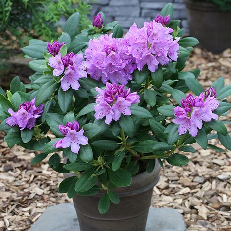 Rhododendron catawbiense 'Grandiflora' Pot de 4L/5L