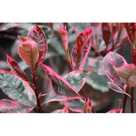 Photinia x Fraseri Louise Pot 18cm (1/2)
