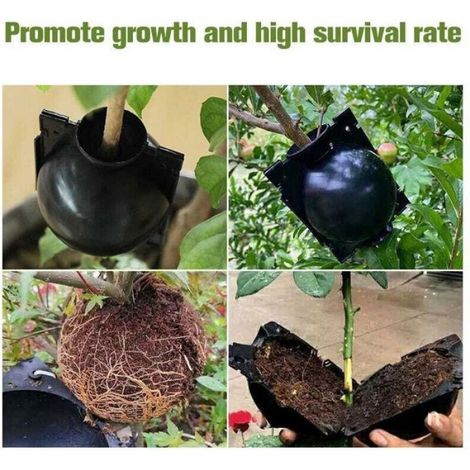 10 boules d'enracinement pour plantes - Boîte de greffe de jardin - Boîte d'enracinement pour semis - Boules de semis - 8 cm, Noir (1/5)