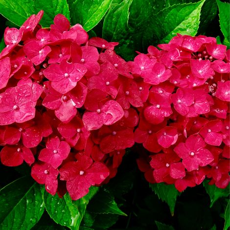 Hortensia Alpenglühen - Hydrangea macrophylla alpengluhen Pot 3L (1/2)