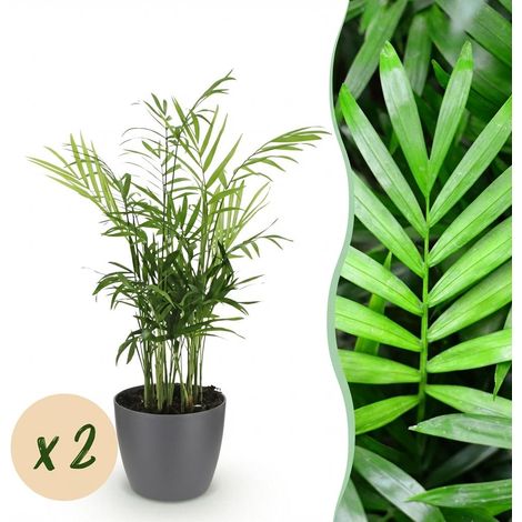 Lot de 2 Palmiers Chamaedorea elegans Plantes d'Intérieur Pet-friendly avec Pot Gris 12 cm - PANGIVO (1/5)