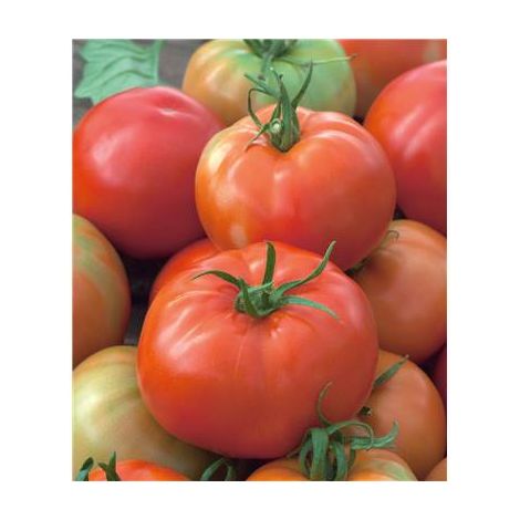 TOMATE PYROS HF1 - 30 SEMENCES  - GRAINES DE LEGUMES