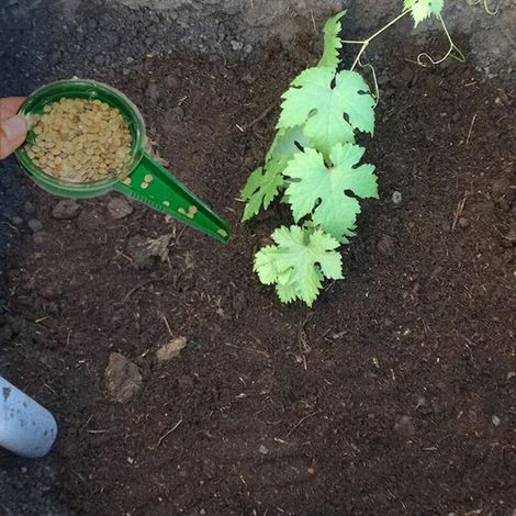 Distributeur de Graines de Semis, Semoir de Jardin Semoir à Main Jardin ER Plante Graines d'herbe Planteur Cadran Semeur Semis Semoir Outil de Jardinage (1/5)