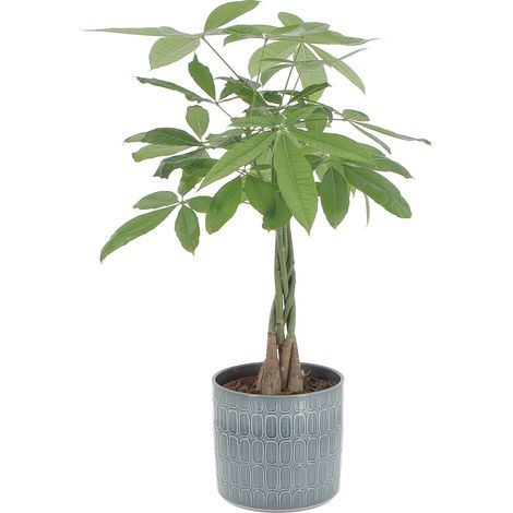 Pachira Acquatica con Vaso in Ceramica Alma - H 60-70 cm Vaso Ø 17 cm (1/4)