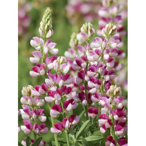 Lupin 'Avalune Red-White' le sachet de 40 graines environ (1g)