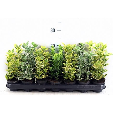 Pack de 18 Plantas de Evonimo Euonymus en Maceta M9