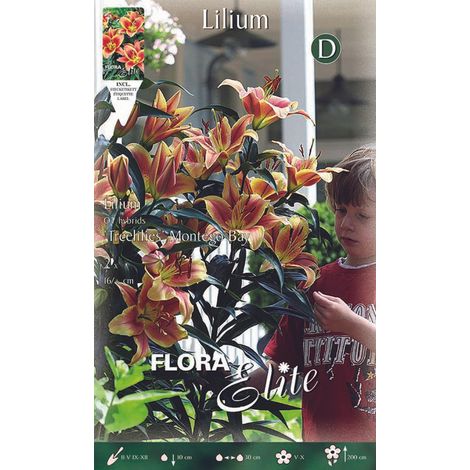 BULBI AUTUNNALI LILIUM GIGANTE MONTEGO BAY CONFEZIONE 2 BULBI BULBS BULBES