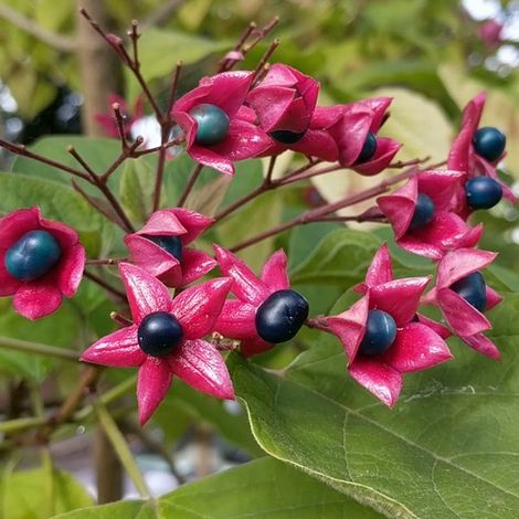 Arbre du clergé - Clerodendrum trichotomum - 40-50 cm pot
