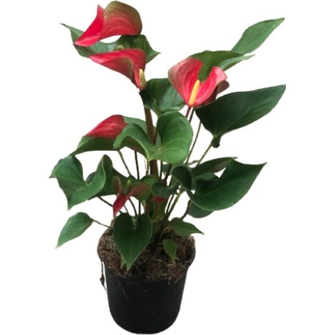 Anthurium