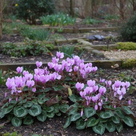 Cyclamen de Naples/Godet - 5/20 cm