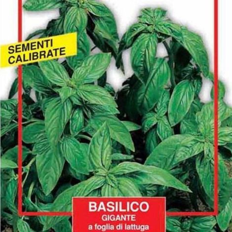 SEMI BASILICO GIGANTE MAXI ORTO BLUMEN