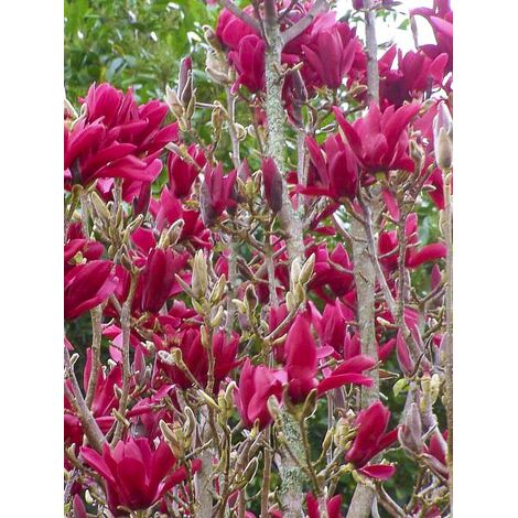 Magnolia 'Burgundy Star Jurmag4 ' Pot de 4L/5L
