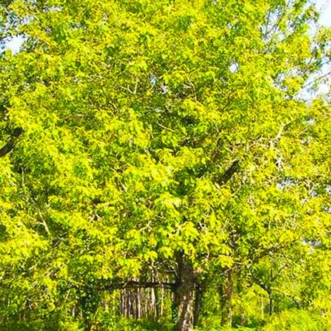 Pépinières Naudet – Cormier (Sorbus domestica) – Arbre fruitier ancien – Fruits comestibles riches en saveurs – Adapté aux sols calcaires – Taille 20/40cm (1/4)