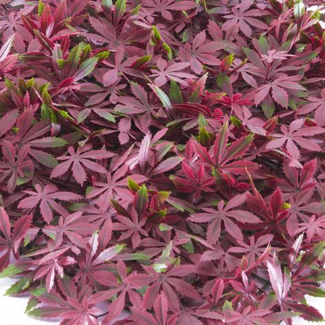 TENAX Pannello Componibile con Foglie Artificiali Tipo Acero Rosso, Divy Panel Arce 0,5x0,5 m per Decorazione Parete Giardino Verticale (1/5)