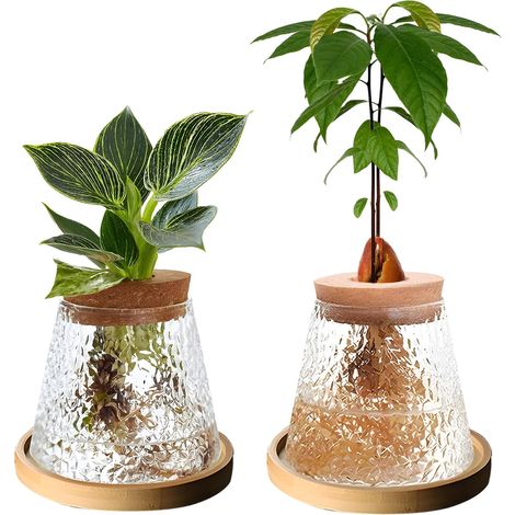Terrarium pour plantes, station de propagation en verre transparent, avec couvercle en bois et support en bambou, pour culture hydroponique, décoration de table pour la maison et le bureau (2 pièces) (1/5)