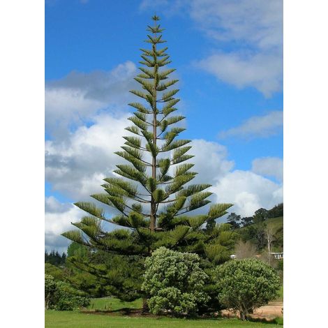 ARAUCARIA HETEROPHYLLA EXCELSA PINO DI NORFOLK VASO 14CM