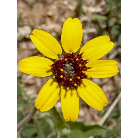 Goutte de chocolat, Chocolate Daisy le sachet de 20 graines (0,1g) (1/2)