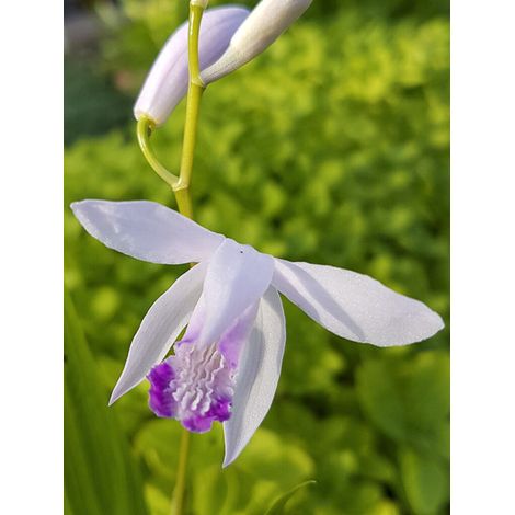 Orchidée jacinthe 'Kuchi-beni' Godet de 8/9 cm calibre I