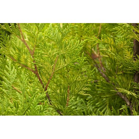 Lebensbaum 'Yellow Ribbon' Thuja occidentalis 'Yellow Ribbon' 2L 20- 30