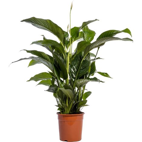 Spathiphyllum Bellini Lys de Paix Plante d'Intérieur Dépolluante Fleurs Blanches Ø24cm H100cm - PANGIVO (1/4)