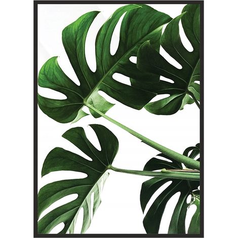 CUADRO, PÓSTER ENMARCADO 33x43 cm Monstera P546 (1/4)