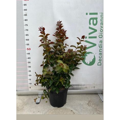 PIANTA DI LAGERSTROEMIA DYNAMITE V. 24 altezza 60/80 cm cespuglio da siepe