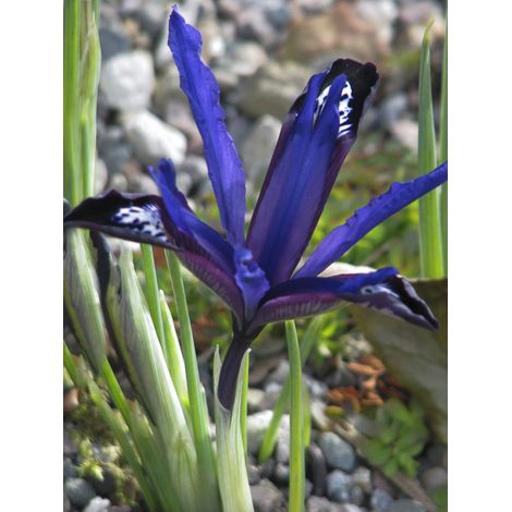 Iris réticulé 'Blue Note' Bulbe calibre 5+ (par 30) (1/2)