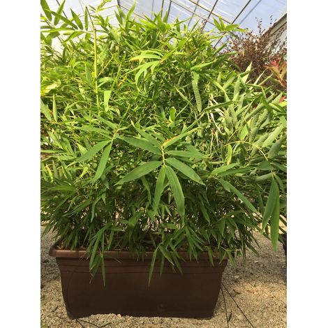 Gardenaria Bambù Foglia Larga (Metake) - Pseudosasa japonica - Bambù ornamentale da esterno - Altezza: 50/70 cm (vaso19)