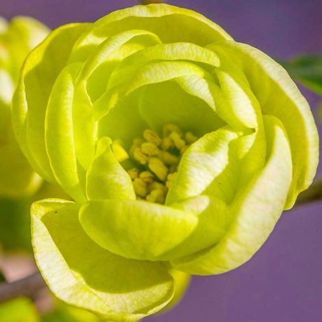Pépinières Naudet – Cognassier du Japon 'Kinshiden' – Arbuste à fleurs doubles vertes – Hauteur 1-2m – Exposition ensoleillée – Rusticité jusqu'à -5°C (1/5)