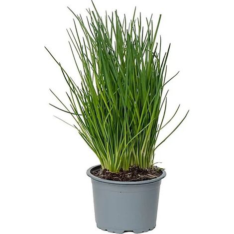 Erba Cipollina "Allium schoenoprasum" pianta aromatica in vaso ø14 cm (1/4)