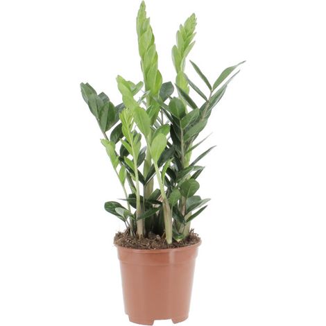 Zamioculcas Zamiifolia - H 50-60 cm Vaso da Coltura Ø 17 cm