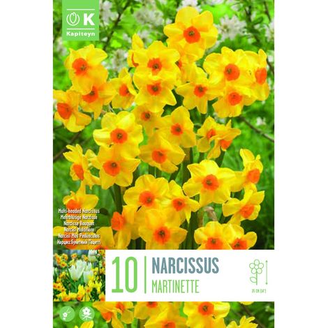 Bulbi di Narciso Botanical Martinette 10 pz Kapiteyn
