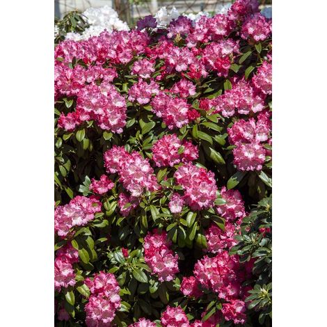 Yaku-Rhododendron 'Morgenrot' Rhododendron yak.'Morgenrot' C5 Stamm 60cm Krone 25- 30 (1/5)
