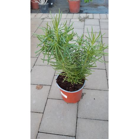Senecio Barbertonicus V17
