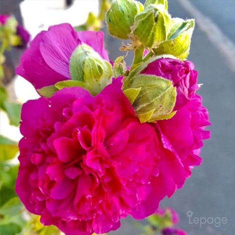 3 Roses Trémière 'Double Rose' (Alcea Rosea Charter's) (1/5)