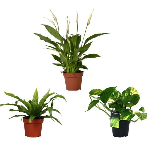 Mix de plantes dépolluantes - 3 pièces Asplenium, Spathiphyllum, Epipremnum Pot 12 cm Hauteur 20-45 cm - PANGIVO