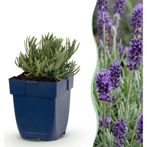 Plante Vivace Lavande Munstead Fleurs Parfumées pour Jardin Violet Lot de 6 - Pot 11 cm (1/5)