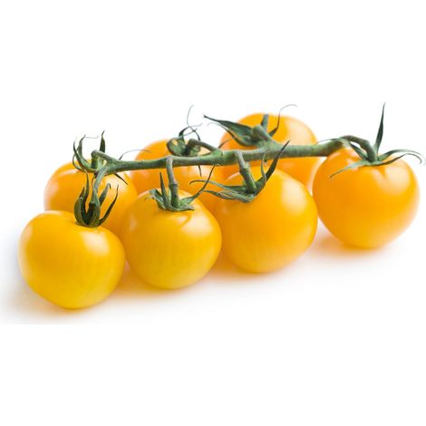 Semi di pomodoro "Ponderosa" piante per orto e giardino coltivazione domestica e professionale