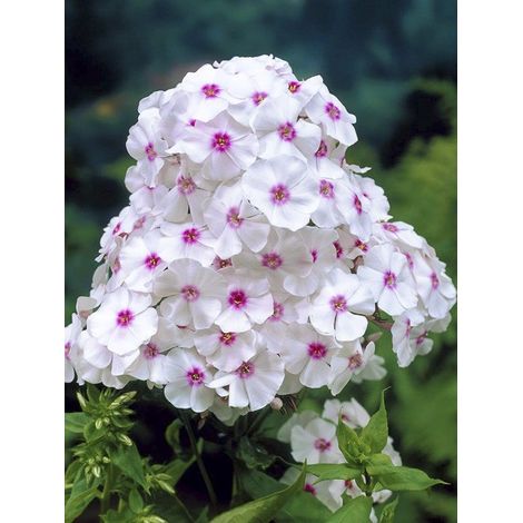 Phlox 'Graf Zeppelin' Godet de 8/9 cm (1/4)