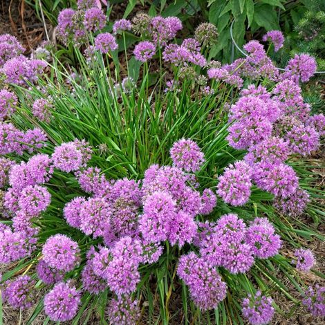 Ail d'ornement Millenium/Godet - 5/20 cm (1/5)
