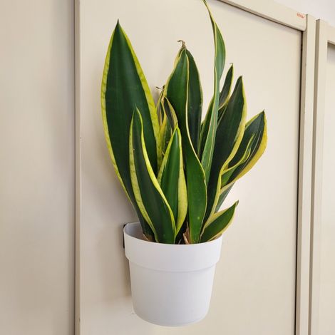 Maceta Magnética Cm 22.5X36 Blanco Tecnokit