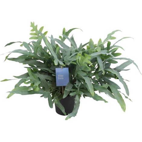 Phlebodium aureum Blue Star Fougère d’intérieur Feuillage bleu-vert Pot 17 cm Hauteur env. 50 cm - PANGIVO (1/4)