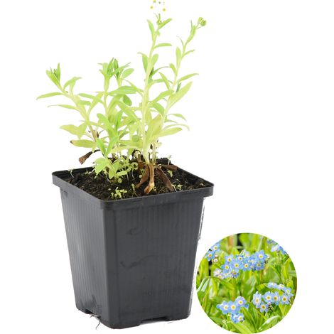 Bloomique - Myosotis Palustris - Myosotis des marais - Plantes de bassin - Plantes aquatiques - Rustique - Hauteur 10-20 cm - Pot 9 cm